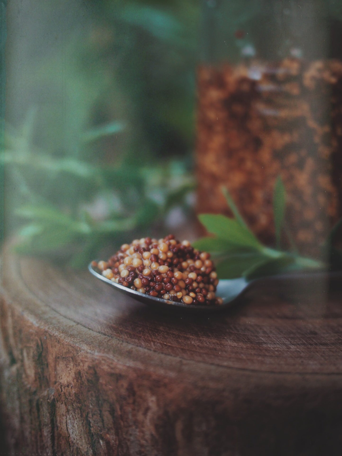 Mostarda fermentada no soro de leite